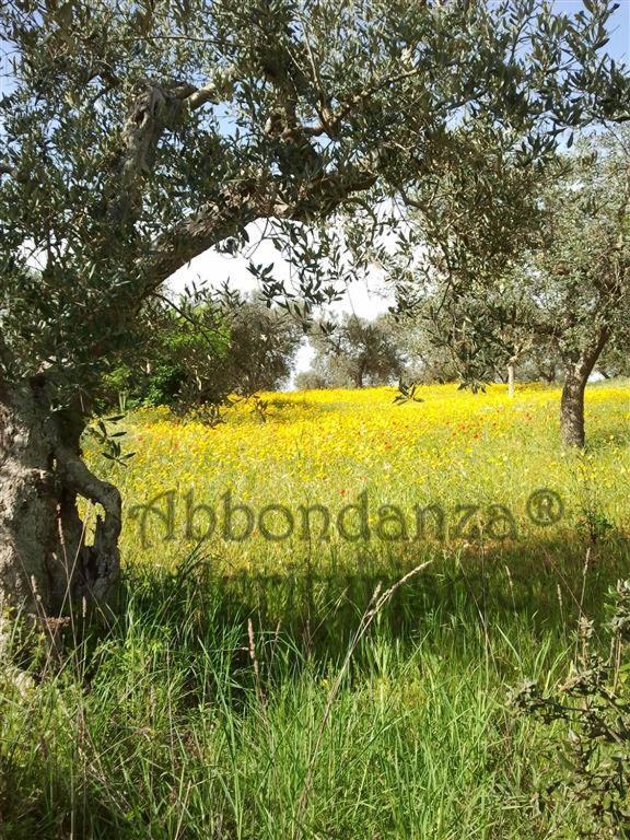 阿尔贝罗贝洛Agriturismo Abbondanza别墅 外观 照片