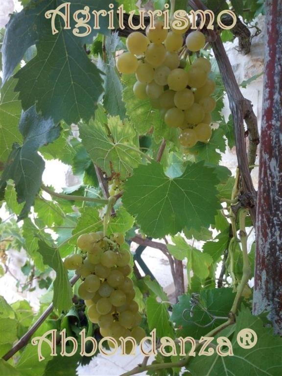 阿尔贝罗贝洛Agriturismo Abbondanza别墅 外观 照片